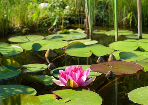 Pink petaled lotus flower, flower, leaves, water, nature, lake, pond ...