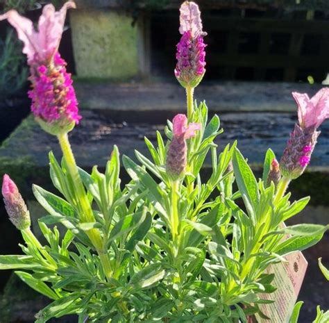 Lavandula 'Pink Queen' PBR Lavender 6" Pot - Hello Hello Plants