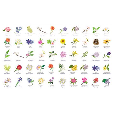 Complete Guide to State Flowers · FlowersEzGo.com™