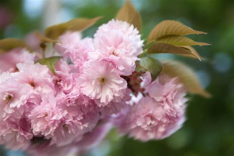 Sakura Flower Meaning - Flower Meaning