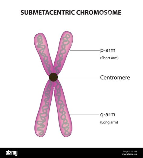 Chromosome classification hi-res stock photography and images - Alamy