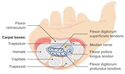 Carpal Tunnel Nerve Anatomy