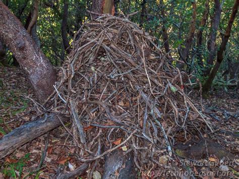 Who builds those stick houses, anyway? Woodrats!