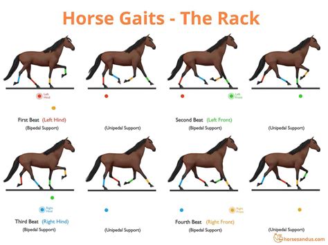 The “Ambling” Horse Gaits - Complete Guide - Horses and Us