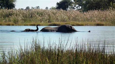 Can Elephants swim? They even swim underwater! - The Elephant Guide