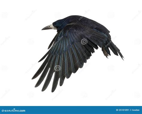 Rook, Corvus Frugilegus, 3 Years Old, Flying Stock Image - Image of vertebrate, corvus: 25101891