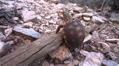 A wild baby Desert Tortoise - YouTube