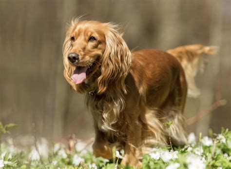 The Cocker Spaniel Haircut: A Guide to Grooming & Styling [With Photos] - Rocky Kanaka