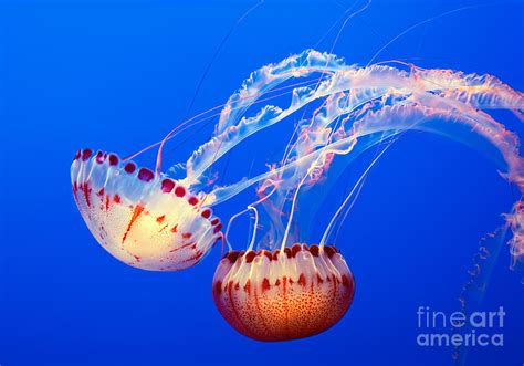 Jelly Dance - Large jellyfish Atlantic Sea Nettle Chrysaora quinquecirrha. Photograph by Jamie Pham