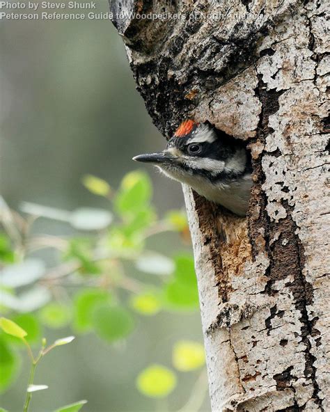 Hairy Woodpecker - East Cascades Audubon Society