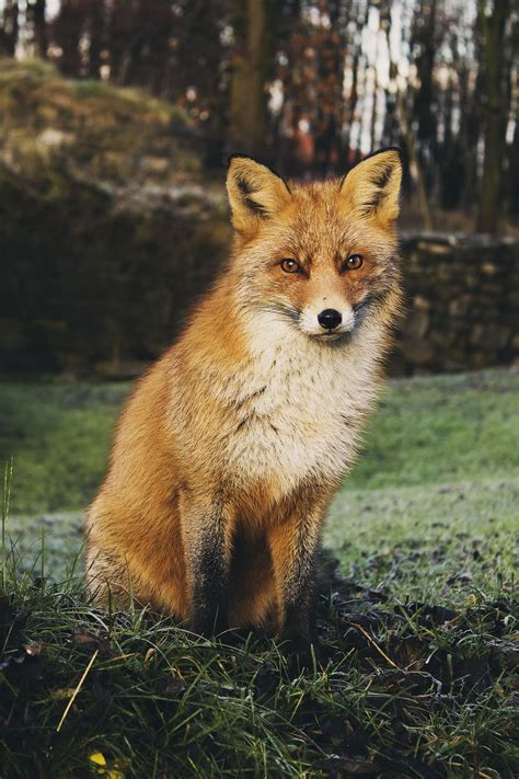 Free Photo: Red Fox Sitting on a Grass