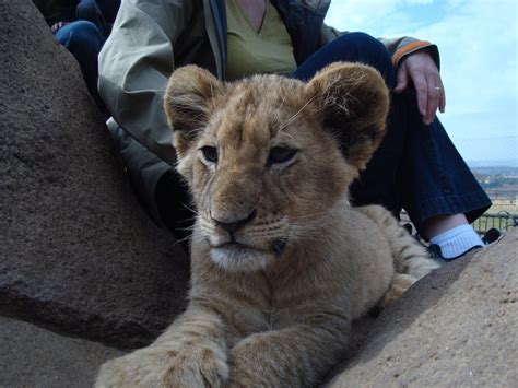 Lion Park in Johannesburg, South Africa