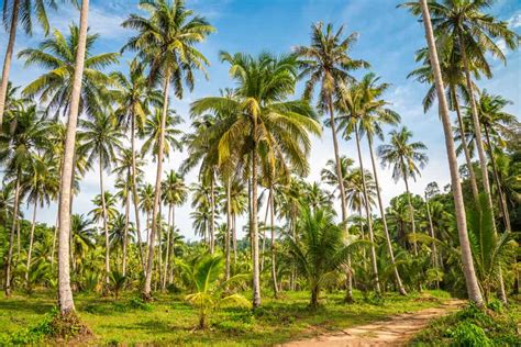 17 Types Of Coconuts (Differences, Size, Color, Appearance)