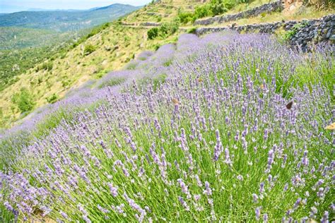 Lavender Fields on Hvar, Croatia Stock Image - Image of close, colour: 152116321