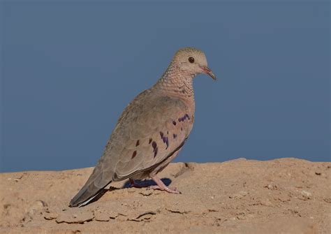 Common Ground Dove | San Diego Bird Spot