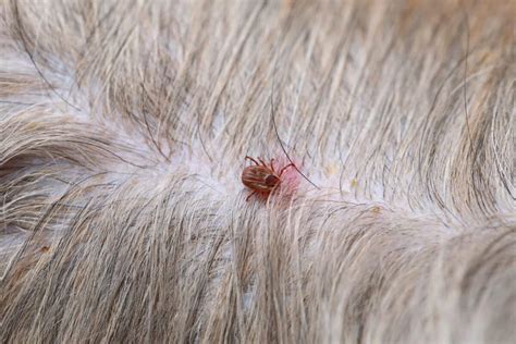 Dried Dead Tick on Dog: How to Remove It & What to Do (With FAQs)