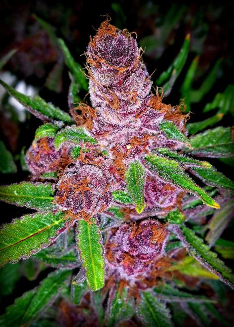 Purple Urkle by FelaraMysticat on DeviantArt