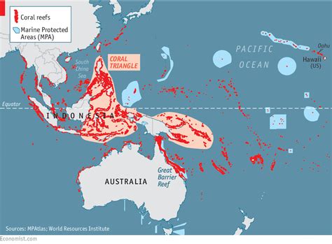 Rejuvenating reefs - Marine conservation