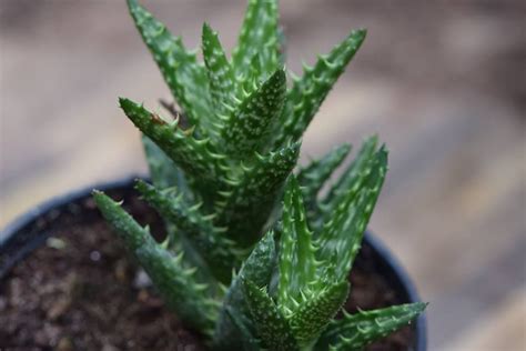 Aloe Juvenna | Aloe, Herbs, Plants