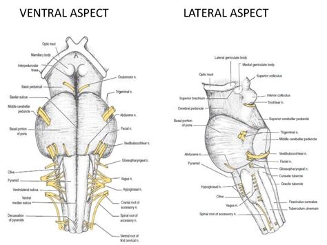 DETAILED ANATOMY OF THE MEDULLA