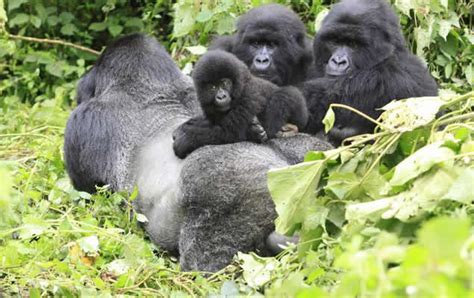 5 reasons to do gorilla trekking in Uganda