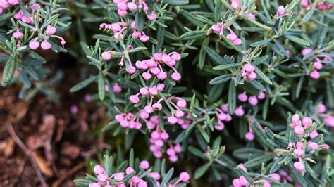 12 Best Cold-Weather Plants for Your Garden