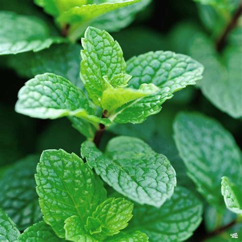 Mint 'Peppermint' — Green Acres Nursery & Supply