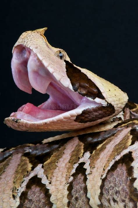 Gaboon viper stock photo. Image of savanna, adder, bitis - 19351312