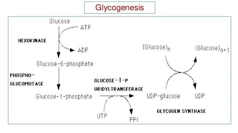 Glycogenesis - Cycle, Steps, Significance (Vs Gluconeogenesis) - Laboratoryinfo.com