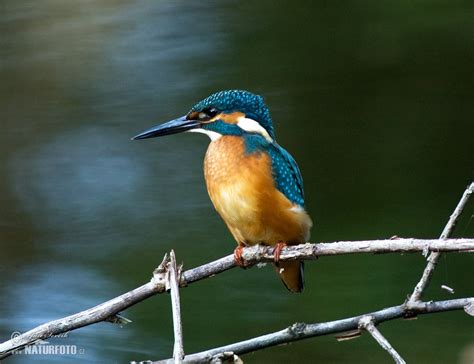 Common Kingfisher Photos, Common Kingfisher Images, Nature Wildlife ...