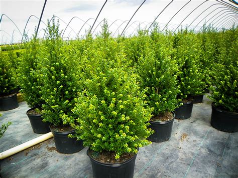 Steeds Upright Japanese Holly For Sale Online | The Tree Center