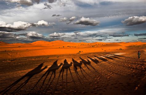 camel, Shadow, Silhouette, Desert Wallpapers HD / Desktop and Mobile ...