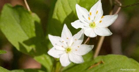 Star Flower Plant Care: How To Grow Trientalis Borealis