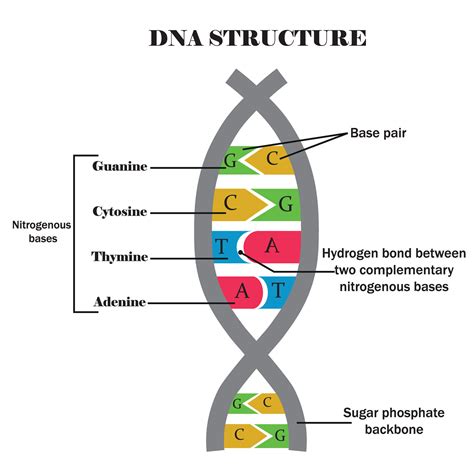 DNA structure. DNA with its components, cytosine, guanine, adenine, thymine. Nitrogenous base of ...