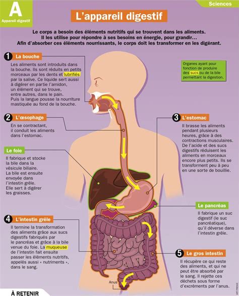 L'appareil digestif Science Education, Health Education, Health ...