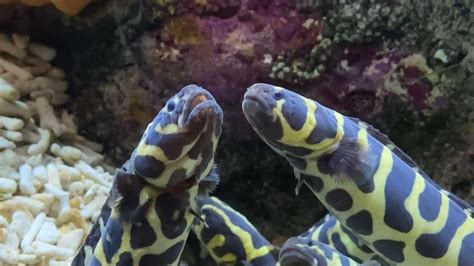 Engineer gobies at Shedd Aquarium - YouTube