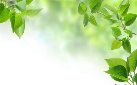 Green Leaf Wallpaper HD - Free Download