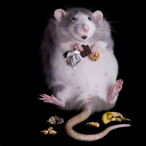 Cute rats, Pet rats, Funny rats