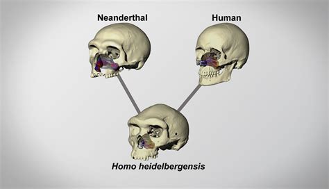 Neanderthal Skull Front