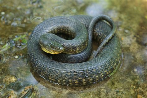 Green water snake - Wikipedia