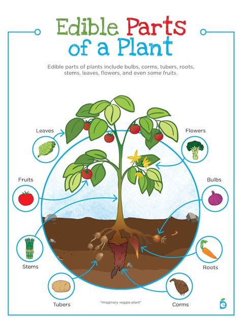 Buy Printable Edible Parts of a Plant Poster, Horticulture, School Art Education, Biology ...