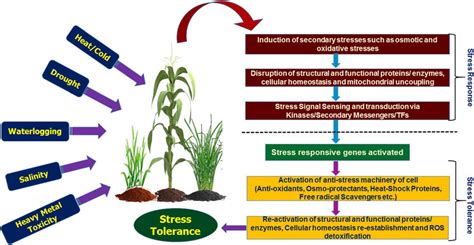 Mechanism of abiotic stress response and tolerance development in major... | Download Scientific ...