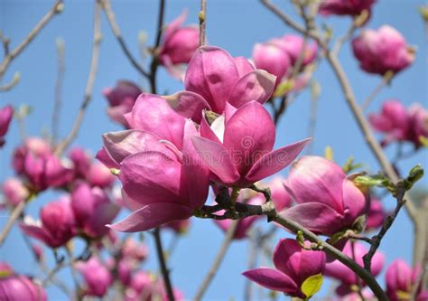 Magnolia Flower, Tree Branches with Large Fragrant Flowers Stock Photo ...