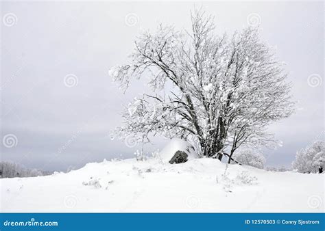 Wintry landscape stock image. Image of outdoor, beauty - 12570503