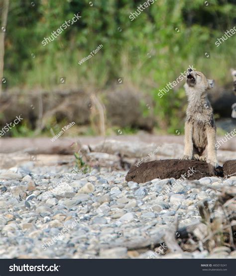 Gray Wolf Pup Howling Stock Photos and Pictures - 135 Images | Shutterstock