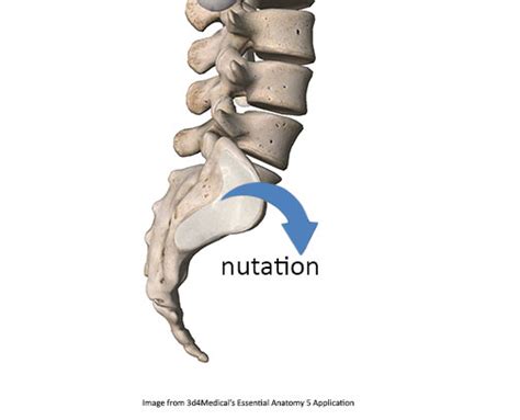 Understanding Sacroiliac Movement - Academy of Clinical Massage