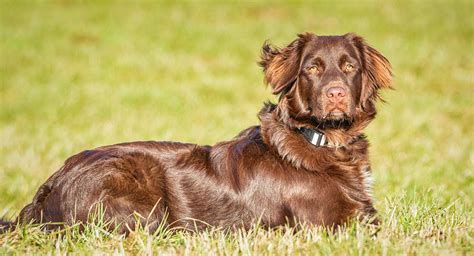 Setter Spaniel Mix | Goldenacresdogs.com