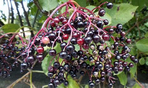 Are Elderberries Poisonous to Dogs? – Pet Help Reviews UK