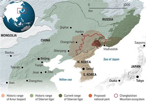 Evaluable Compadecerse Monumento siberian tiger habitat map sentar cura ...