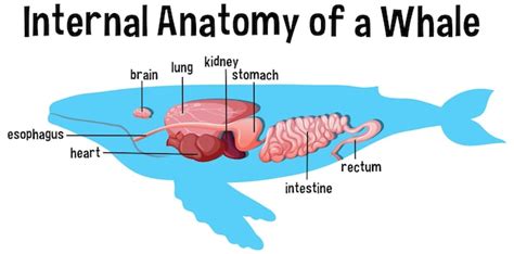 Free Vector | Internal anatomy of a whale with label